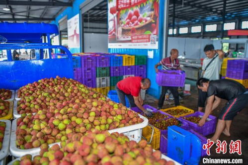 荔枝漲價(jià)，產(chǎn)量或腰斬，皆因天氣作祟