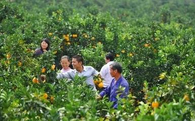 橙香滿山，富澤一方——贛南臍橙如何托起一個村莊的致富夢