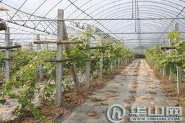 科技賦能渭南現(xiàn)代農(nóng)業(yè)園區(qū) 從初級(jí)農(nóng)產(chǎn)品到農(nóng)民增收的轉(zhuǎn)型之路