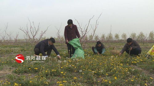 小小蒲公英，致富有“錢”景——泗陽(yáng)初級(jí)農(nóng)產(chǎn)品發(fā)展新亮點(diǎn)