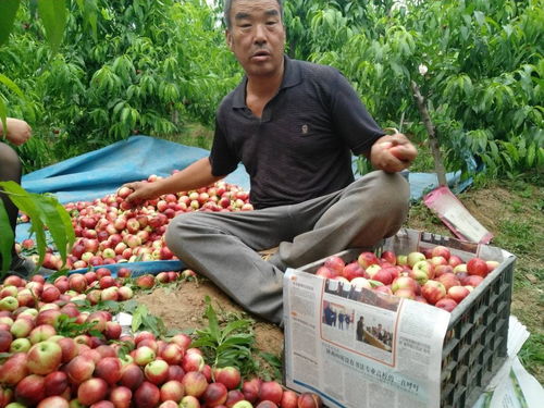 蒜價(jià)跌入谷底，油桃滯銷田間 初級(jí)農(nóng)產(chǎn)品周期性陣痛與菜農(nóng)的出路探索