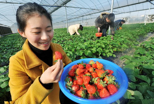 零基礎(chǔ)農(nóng)村電商第一課 創(chuàng)業(yè)之初三大定位決定成敗，盲目跟風(fēng)易虧錢（以初級(jí)農(nóng)產(chǎn)品為例）